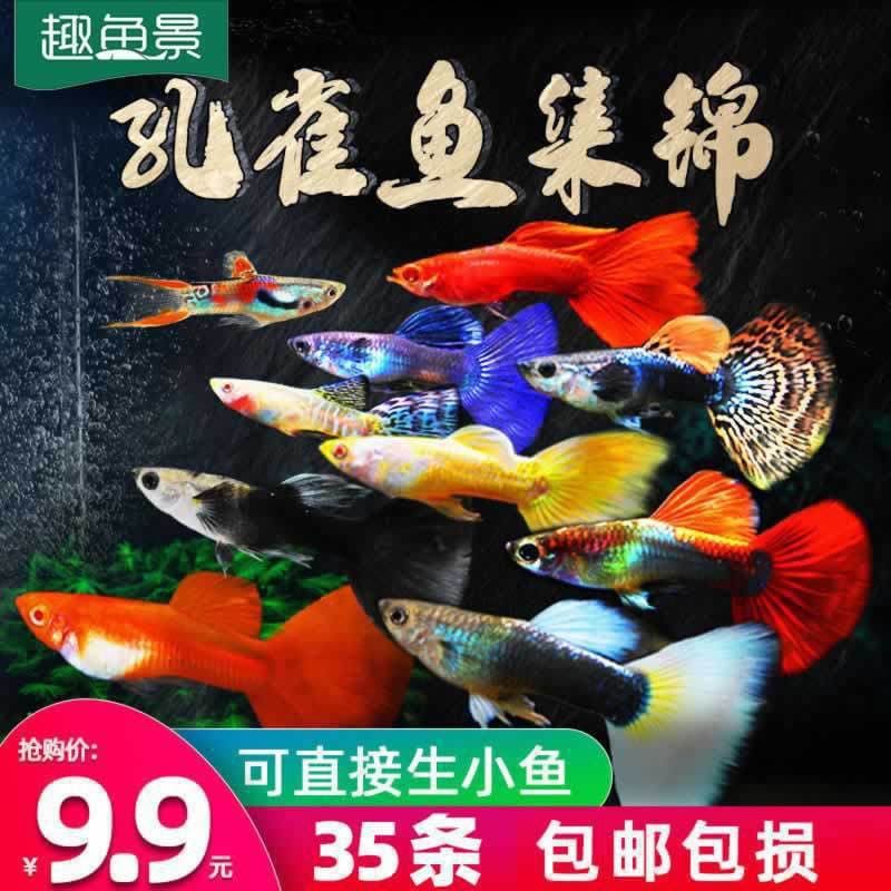 Guppy Tropical Fish, Small Live Ornamental Fish, Cold-Water Friendly, Durable and Easy to Care For, Goldfish, Zebra Live Fish