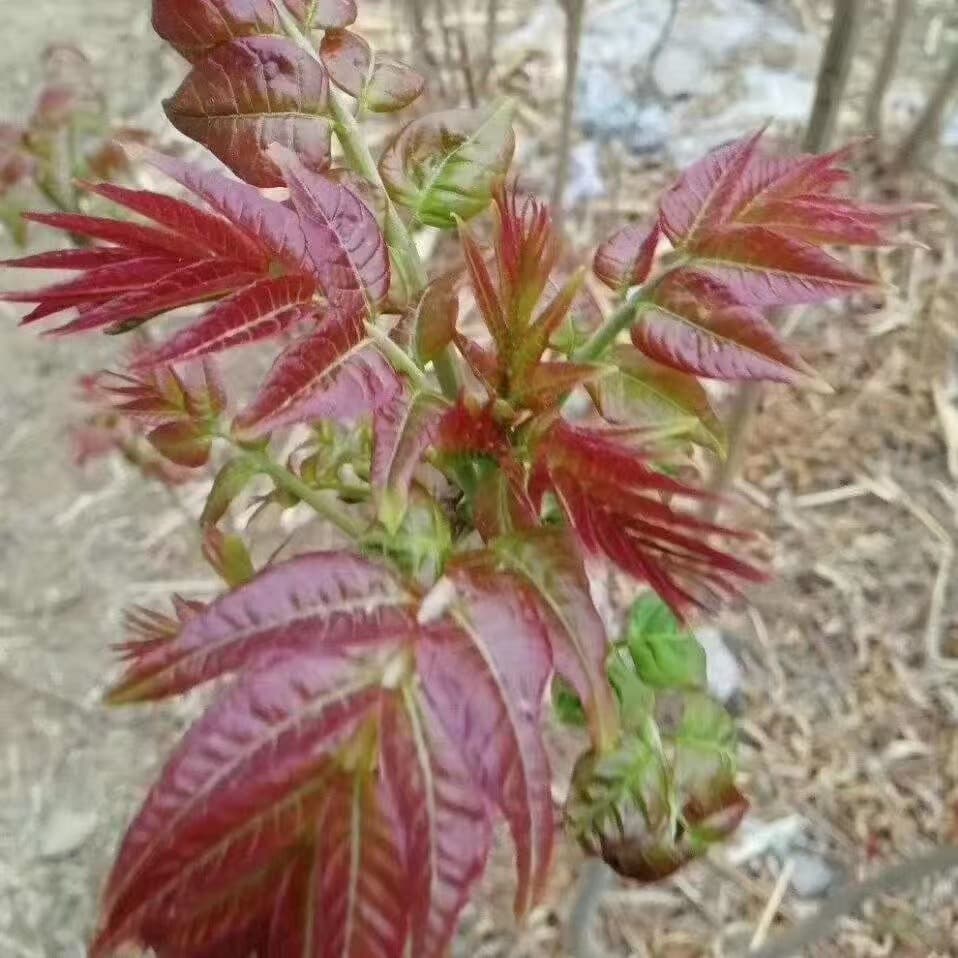 Red Oil Toon Sprout, Toon Tree Seedling, Potted Edible Toon Tree Seedling, Suitable for Planting in Southern and Northern Regions