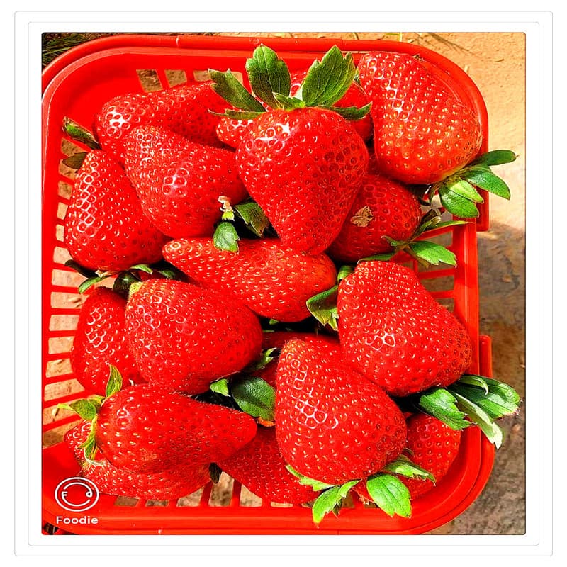 Miaoxiang No. 7 Strawberry Seedlings, Hard-Fruited Disease-Resistant High-Yield Strawberries, Miaoxiang Southern Varieties, Miaoxiang Strawberry Seedlings