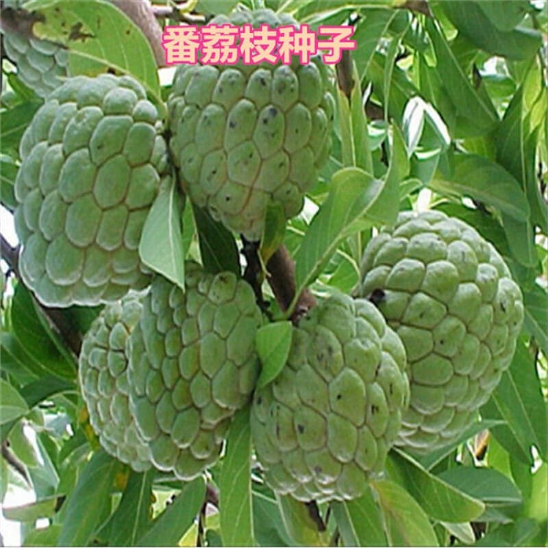 Sugar Apple Seeds, Custard Apple Seeds, Annona Squamosa Seeds, Sweetsop Seeds