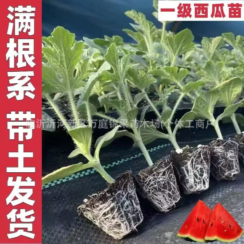 【Premium Selection+】Yunnan Qilin Watermelon, 3/9 jin (1.5kg) whole, fresh, juicy, and peeled – seasonal sweet melon.