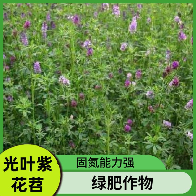 Smooth Vetch Seed for Orchard Grass Cultivation, Suppresses Weeds, Enriches Soil, Retains Moisture, Improves Soil as Green Manure