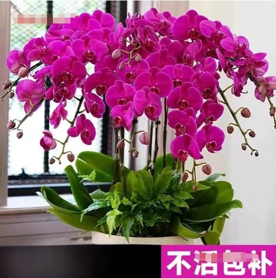 Phalaenopsis Orchid Potted Plant with Buds, Cold-Resistant for Autumn and Winter, Indoor Orchid Seedling, Easy to Grow, Blooms Year-Round