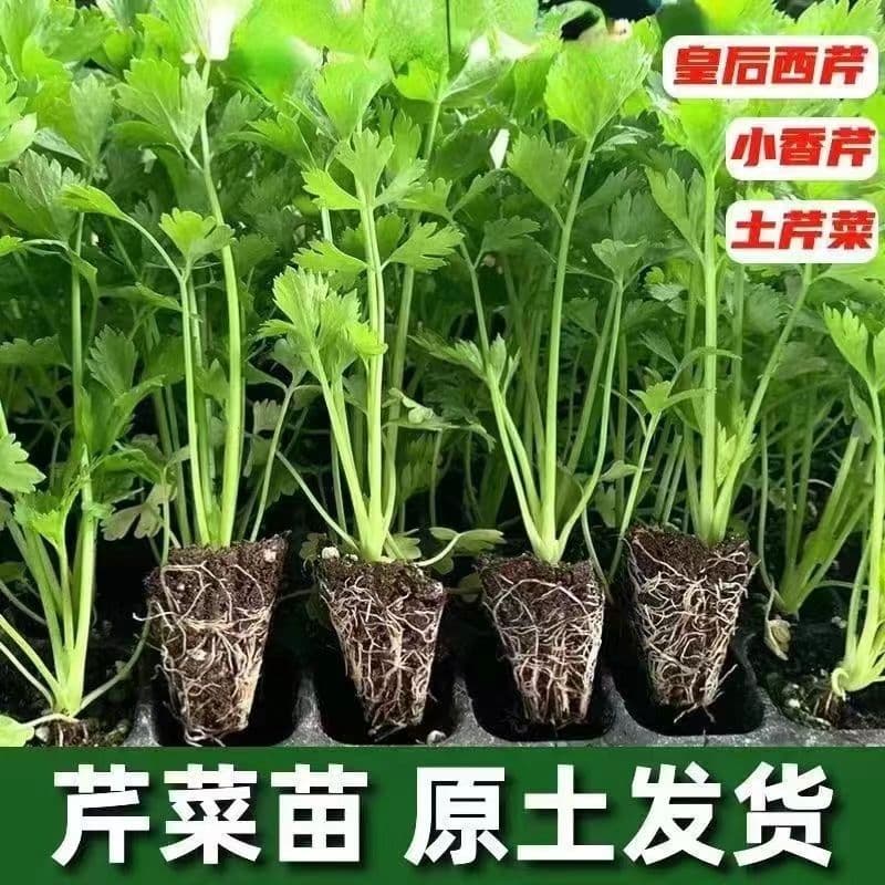 Queen Celery Seedlings with Soil Ball, Solid Yellow and Red Small Fragrant Celery Roots, Celery Seeds for Four-Season Pot Planting and High Yield