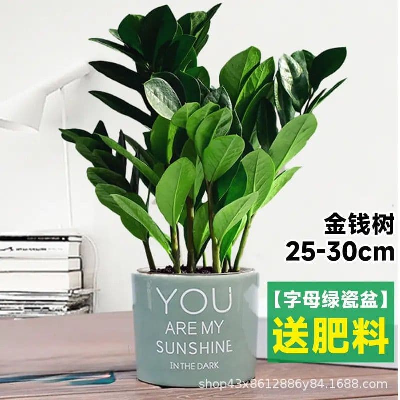 Money Tree Potted Plant for Indoor Living Room Office Desk Decoration Evergreen Foliage Plant