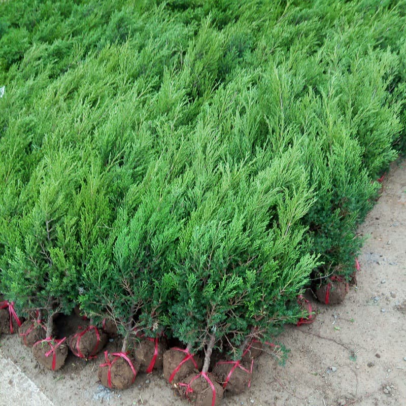 Arborvitae, Platycladus orientalis, Sabina chinensis, Thuja orientalis, Cypress, Tower Juniper, Dragon Juniper, Evergreen Cypress