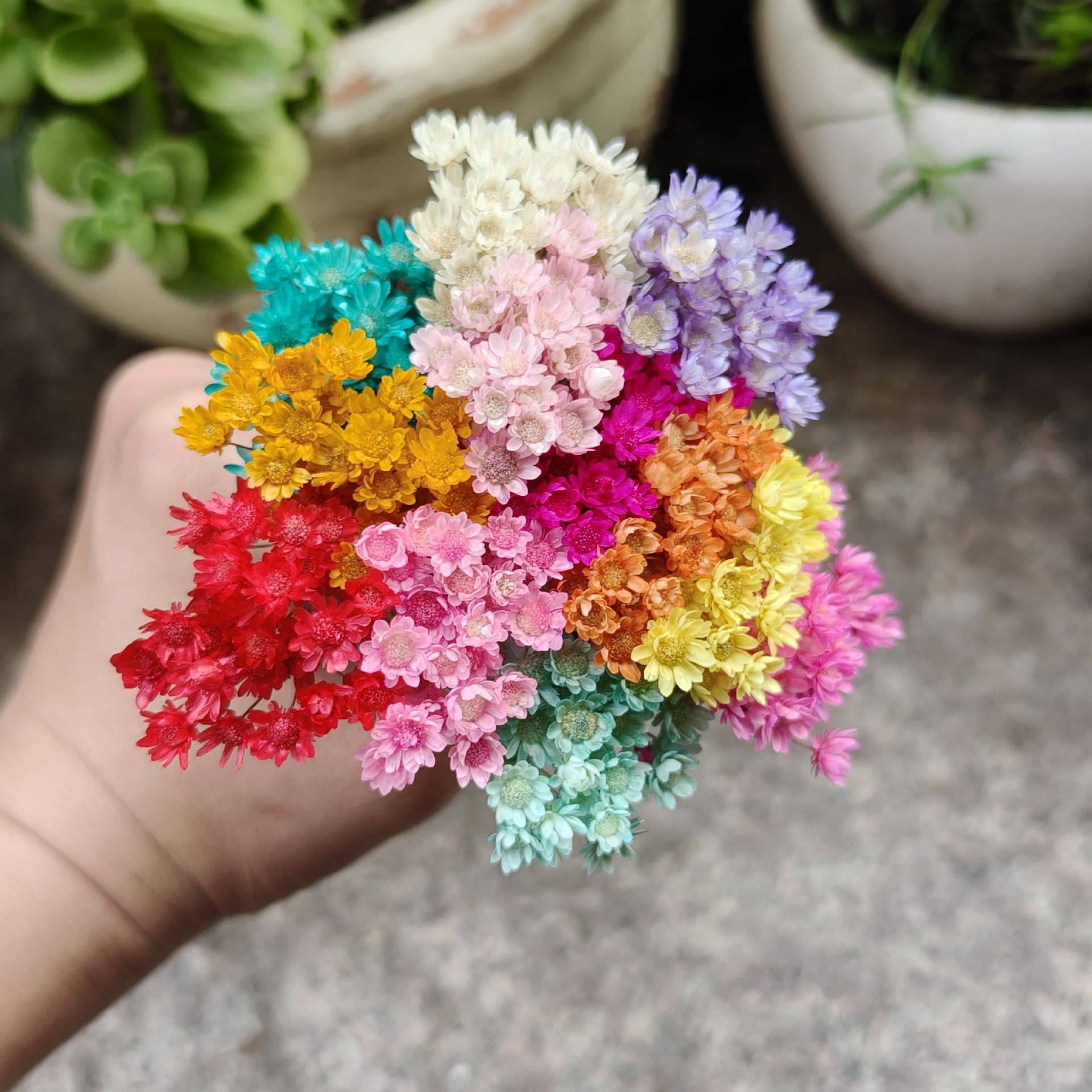 Brazilian Imported Small Star Flower Dried Flowers Nail Art Decoration Vase Small Daisy Jelly Lipstick DIY Material Floating Bouquet