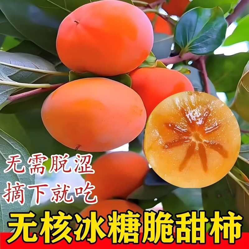 Persimmon seedlings, crisp and sweet persimmons, seedless persimmons, suitable for planting in both northern and southern regions, large-scale courtyard planting, bearing fruit in the same year.