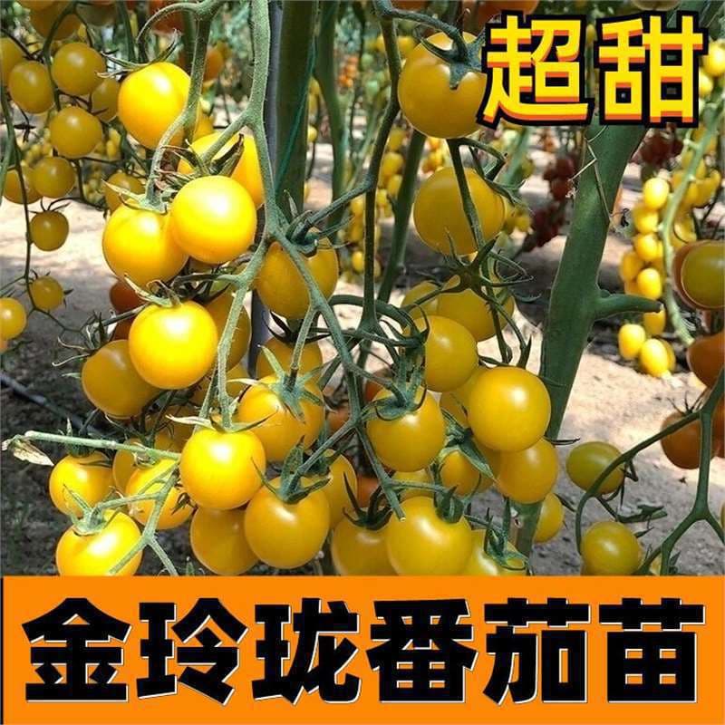 Sweet Summer Sunshine Yellow Tomato Seedlings with Soil, Potted Cherry Tomato Plants for All Seasons