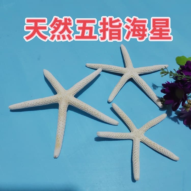 Natural Starfish DIY Craft Material Decorative Ornament Hanging Piece Mantou Five-Finger Real Starfish