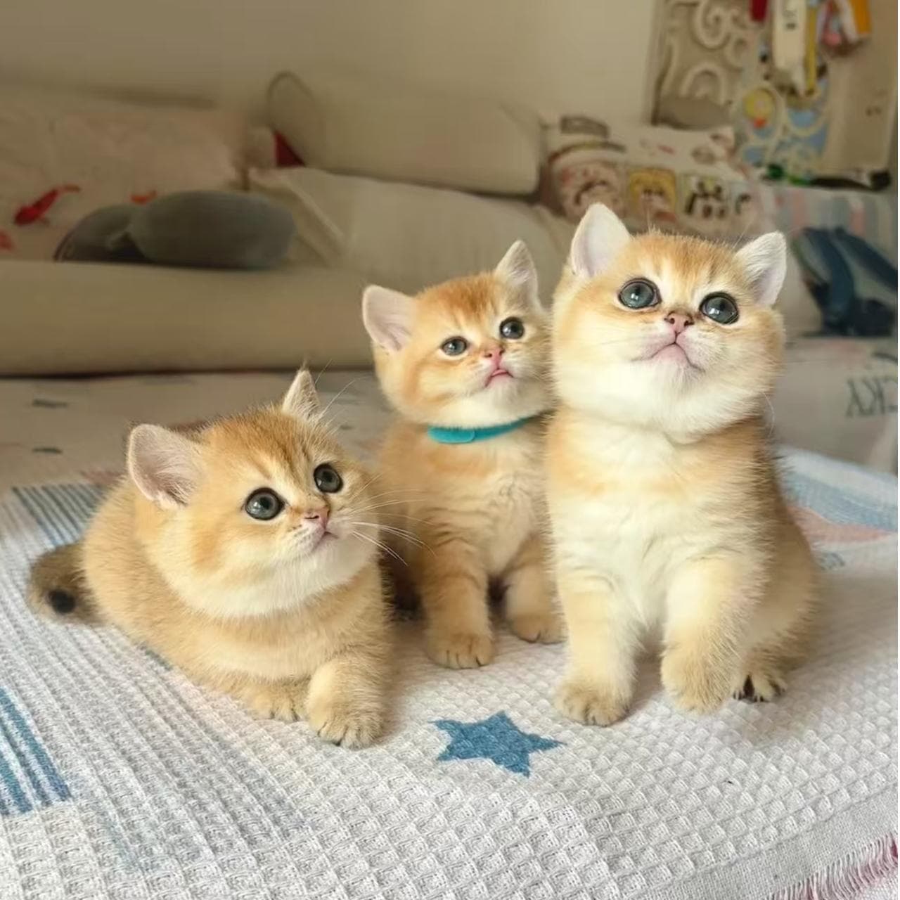 Pet Cat Kitten Live Small Kitten Pet Store Golden Chinchilla Silver Chinchilla British Shorthair Blue White Blue Cat Kitten