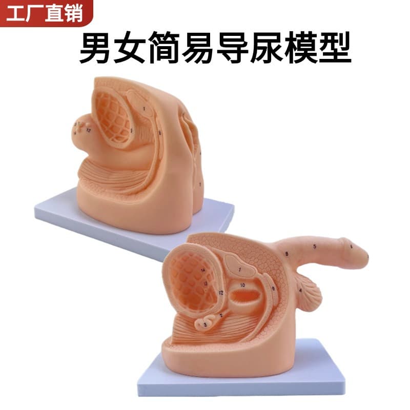 Simple Male and Female Catheterization Model / Male and Female Catheterization Model / Maternal Reproductive Catheterization Training Model