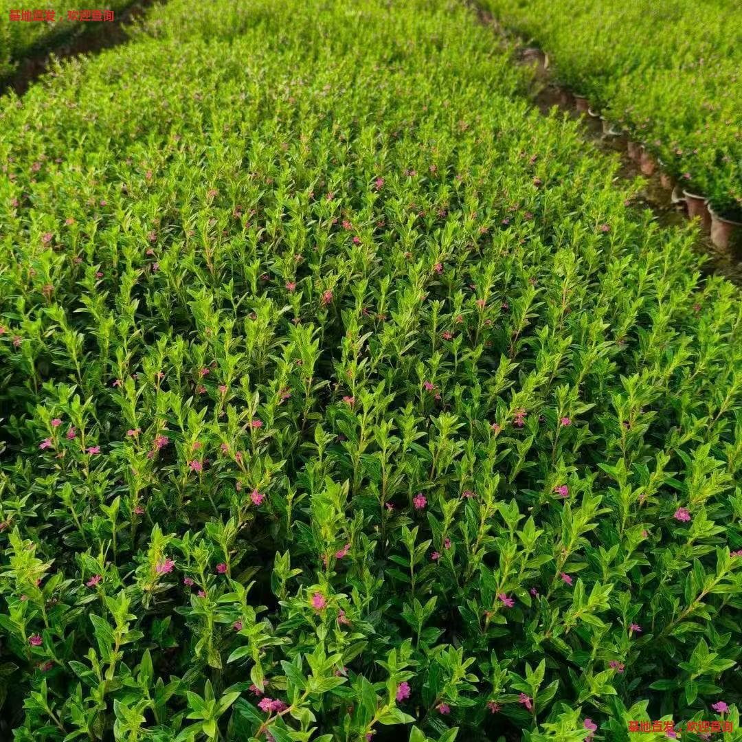 Baby's Breath Cup Seedlings Purple Baby's Breath Plant Wholesale Cuphea Hyssopifolia Red Baby's Breath Landscape Greening Seedlings Supply