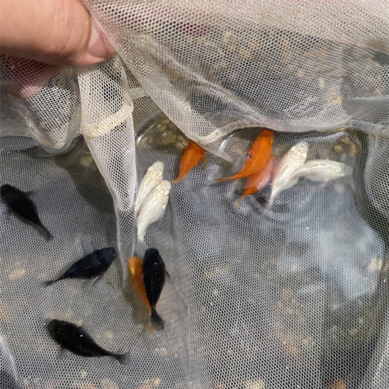 Marie Ball Fish, Viviparous Fish, Leather Ball Fish, Tropical Fish, Easy to Raise for Beginners, Pet Fish, Free Shipping and Live Details