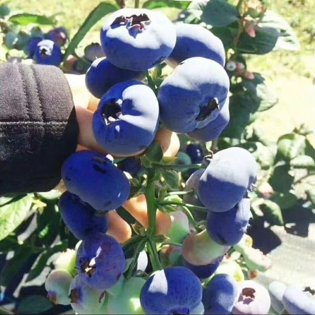 Large Blueberry Saplings, Potted or Ground-Planted Fruit Tree Seedlings, Blueberries Suitable for Planting in Both Northern and Southern Regions, for Balcony or Garden Planting, Produce Fruit in the Same Year