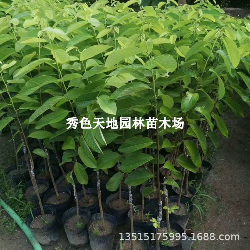 Sugar Apple Seedling Tree Grafted Taiwan Pineapple Sugar Apple Southern Milk Sugar Apple Custard Apple Buddha's Head Fruit Tree Seedling for Courtyard