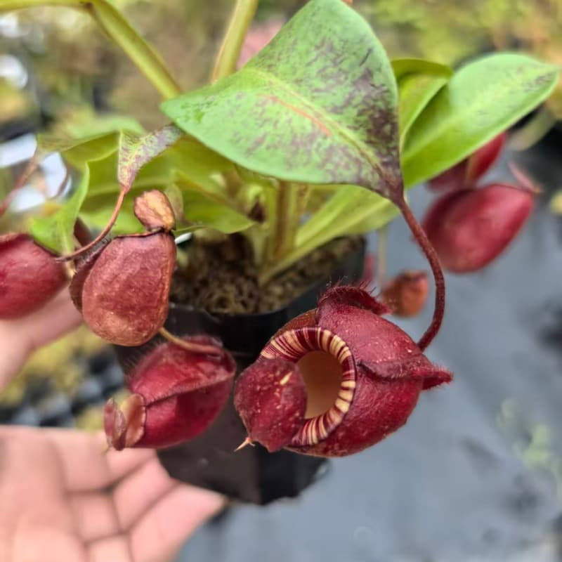 Pirate Black Moon Pitcher Plant Carnivorous Plant Venus Flytrap Mosquito Repellent Plant Man-Eating Plant Fun Succulent Green Plant Potted Wholesale