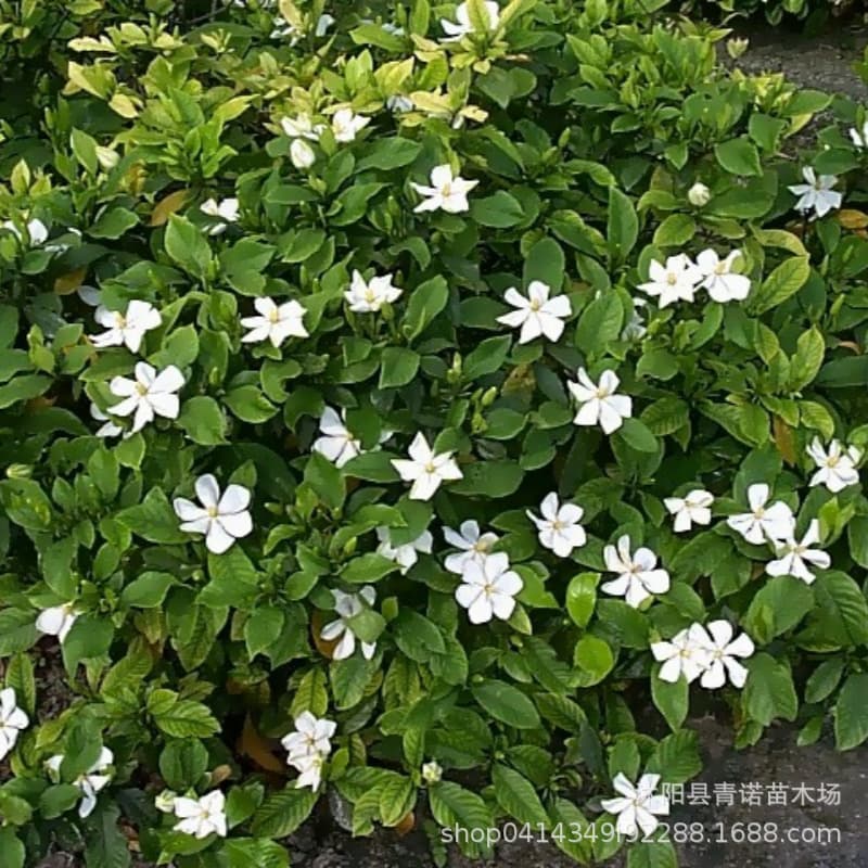 Wholesale bulk supply of large-leaf Gardenia, small-leaf Gardenia, fuzzy balls, large cups, small cups, color block Gardenia with high survival rate
