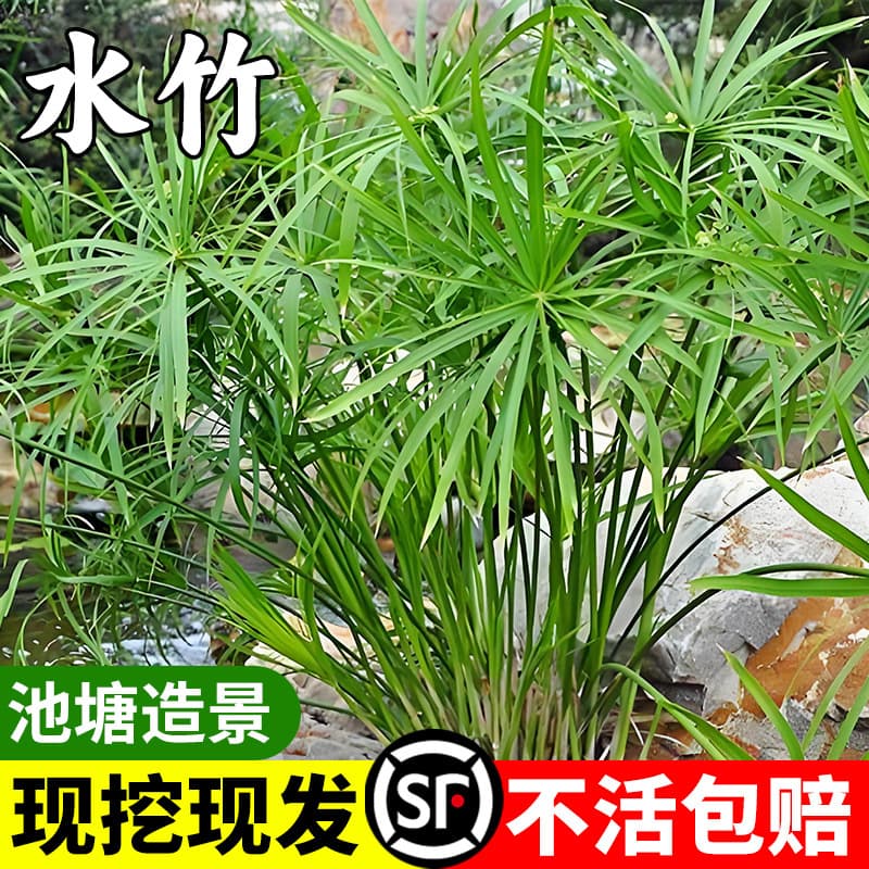 Hydroponic plants water bamboo windmill grass dry umbrella grass carp pond landscaping purification water quality small potted fish tank turtle tank green plants
