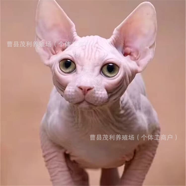 Canadian Sphynx Kitten Live Purebred Sphynx Kitten Live Munchkin Sphynx Pet Cat