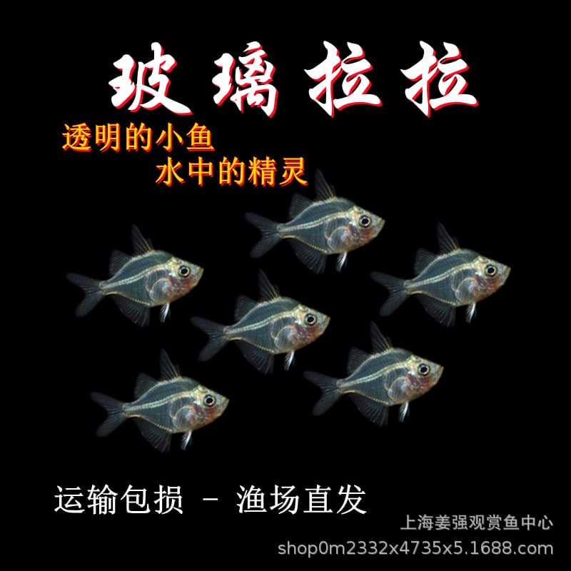 Glass Catfish Transparent Fish Glass Cat Tropical Ornamental Fish Live Schooling Freshwater Planted Tank Fish Live Arrival Guaranteed