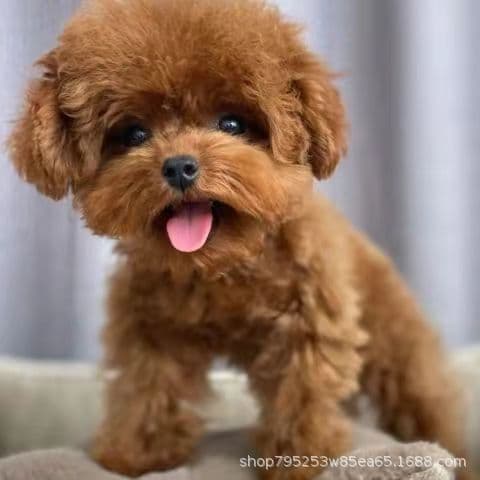 Purebred Gray Teddy Puppy Small Size Live Pet Teddy Dog Non-Growing Toy Poodle Teacup Dog Puppy