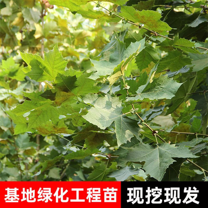French plane tree saplings, gardens, four-season plantings, tree rows, landscape trees, greening nursery stock bases, wholesale plane trees