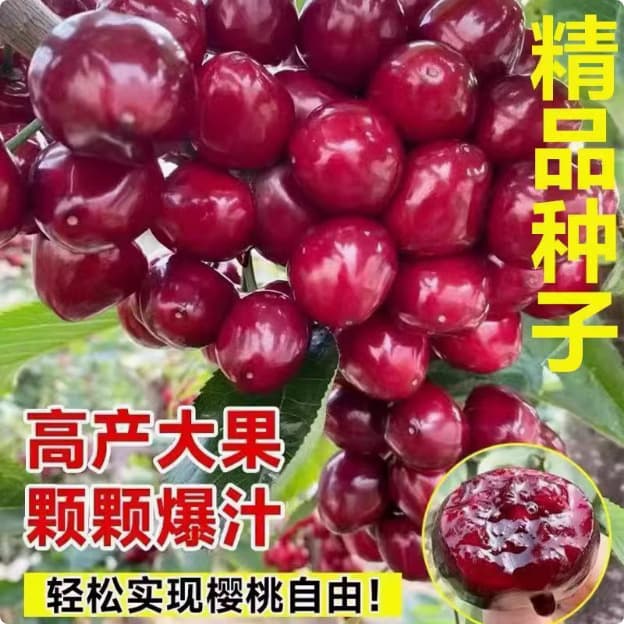 High-quality Cherry Seeds, Mountain Cherry Seeds, Fruit Tree Seeds, Hairy Cherry Seeds, Sweet Cherry Seeds, Large Cherry Seeds