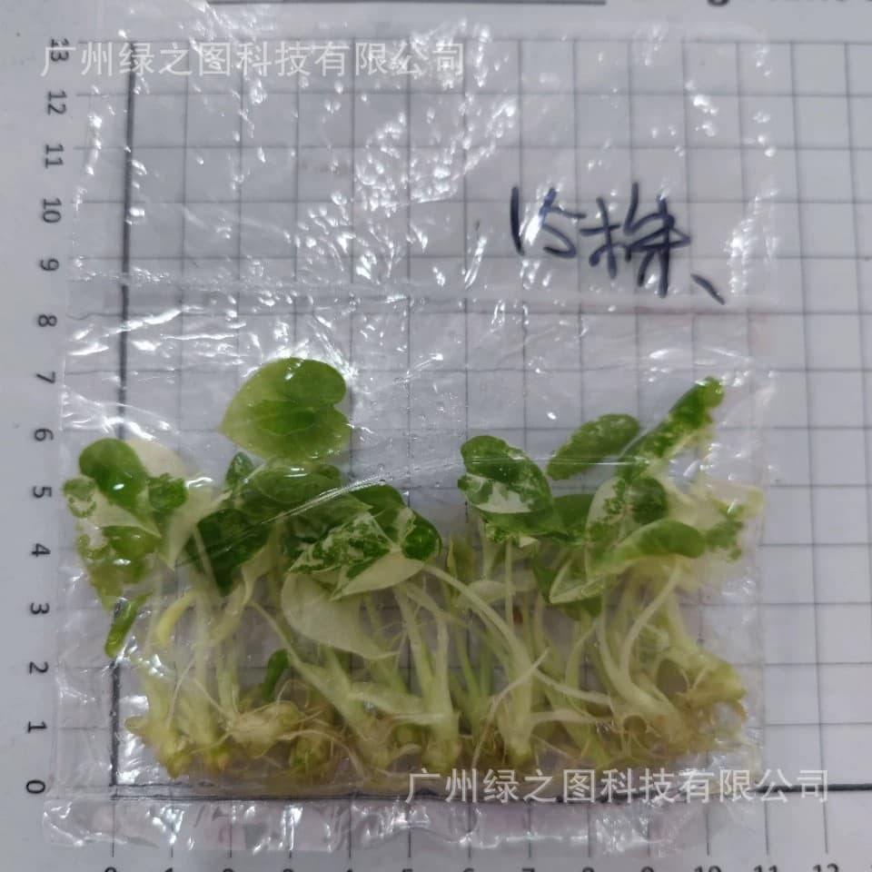 Mickey Mouse Alocasia Tissue Culture Bag Seedlings, Test Tube Rooted Seedling Base Wholesale Foliage Alocasia Plant Small Potted Plant
