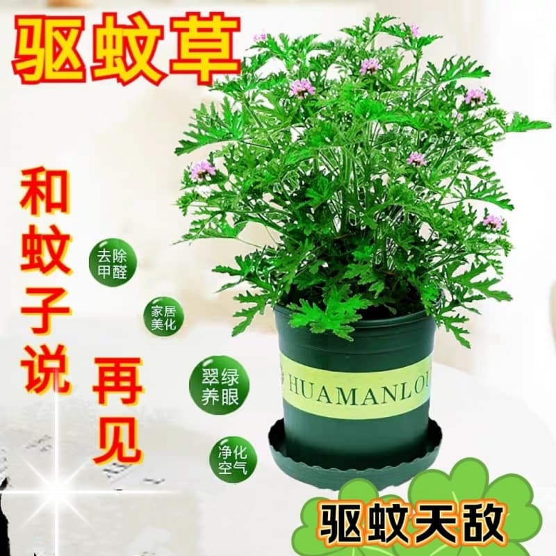 Mosquito Repellent Grass - All-season Green Plant for Indoor and Outdoor Use, Fragrant Geraniums for Yards and Gardens