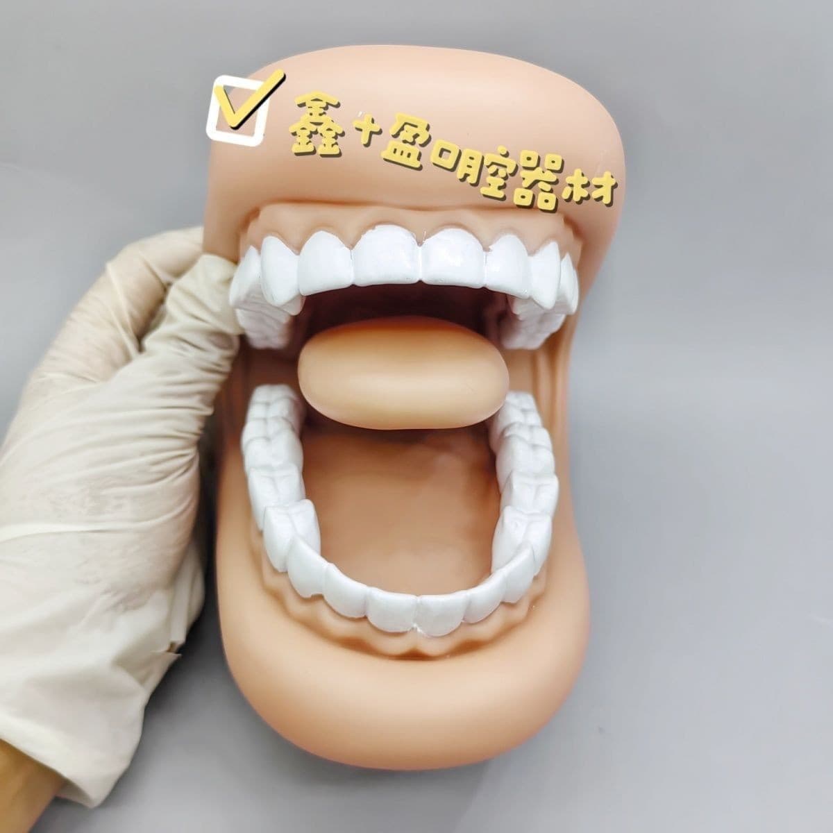 Tooth Model Oral Teaching Dental Simulation Teaching Aids Kindergarten Brushing Learning Medical Children's Pronunciation Demonstration Handheld