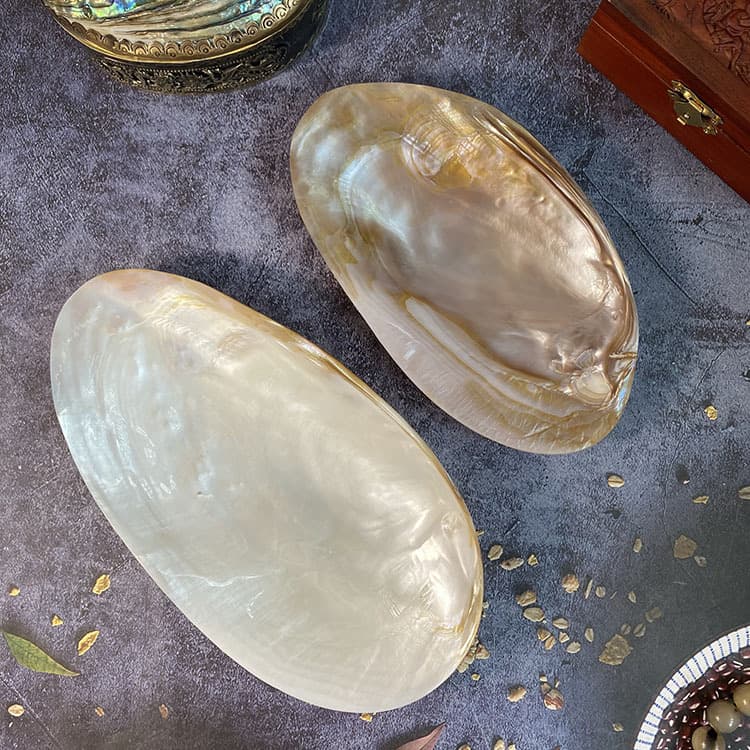 Pearl Shell Fruit Plate Photography Decoration Jewelry Display Large Clam Shell Fruit Tray Shell Craft