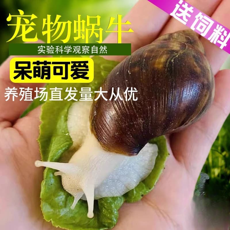Snails, White Jade Snails Live, Street Stall, Student Experiments, Scientific Observation, Breeding, Large Snails, Ornamental Pets