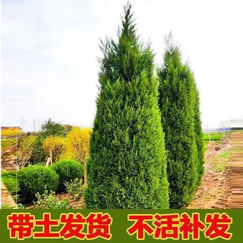 Tower cypress saplings, pine saplings, arborvitae saplings, hinoki cypress, juniper cypress, cypress saplings, pagoda cypress saplings, cypress trees, greening all year round
