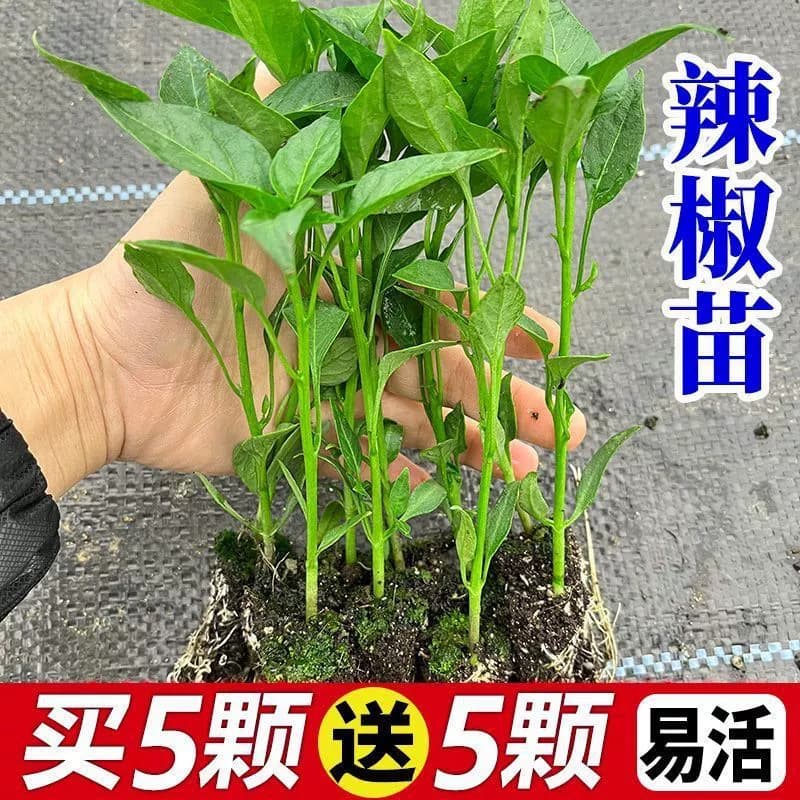 Pepper seedlings, high-yielding vegetable seedlings, thin-skinned pepper seedlings, long-line pepper seedlings, screw pepper seedlings, sky-high pepper seedlings, horn pepper seedlings, four seasons