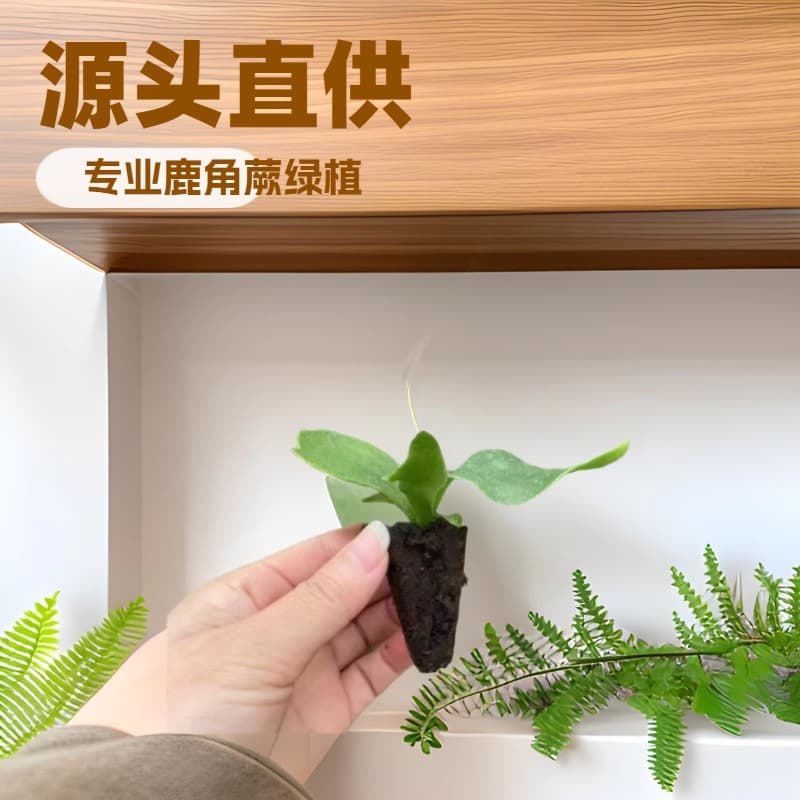 Platycerium Bifurcatum Staghorn Fern Miniature Landscape Potted Plant 50pcs Wholesale