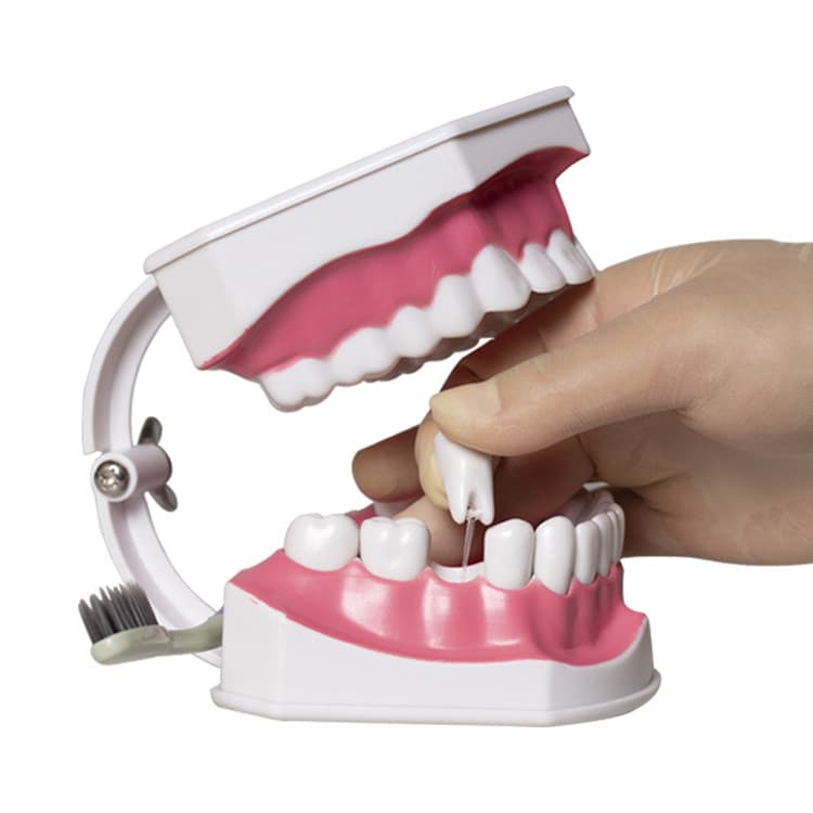 Dental Model Mold Teeth Model Removable Oral Cavity False Teeth Brushing Tooth Preparation Model Resin