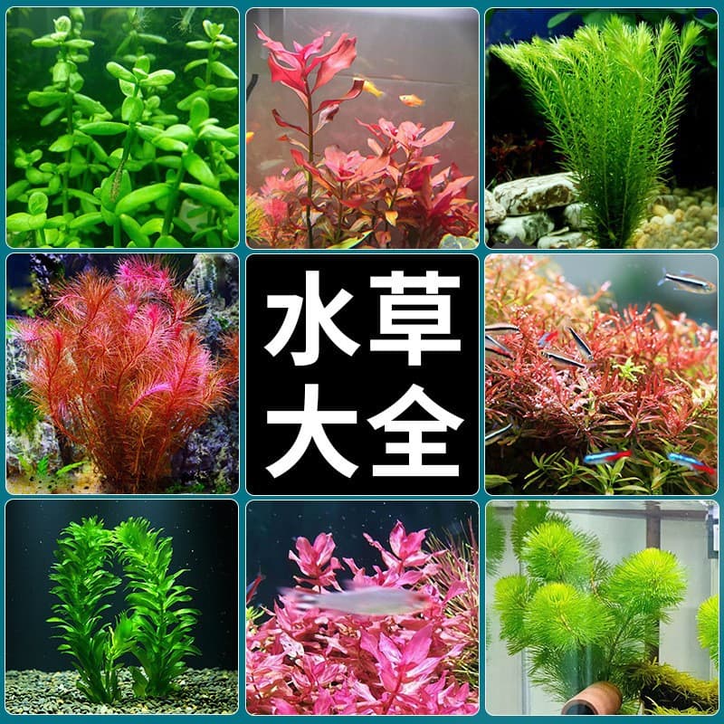 Aquarium Live Plant Aquascape Green Cabomba, Egeria Densa, Background Midground Beginner Plant Wholesale Submerged Leaf Collection