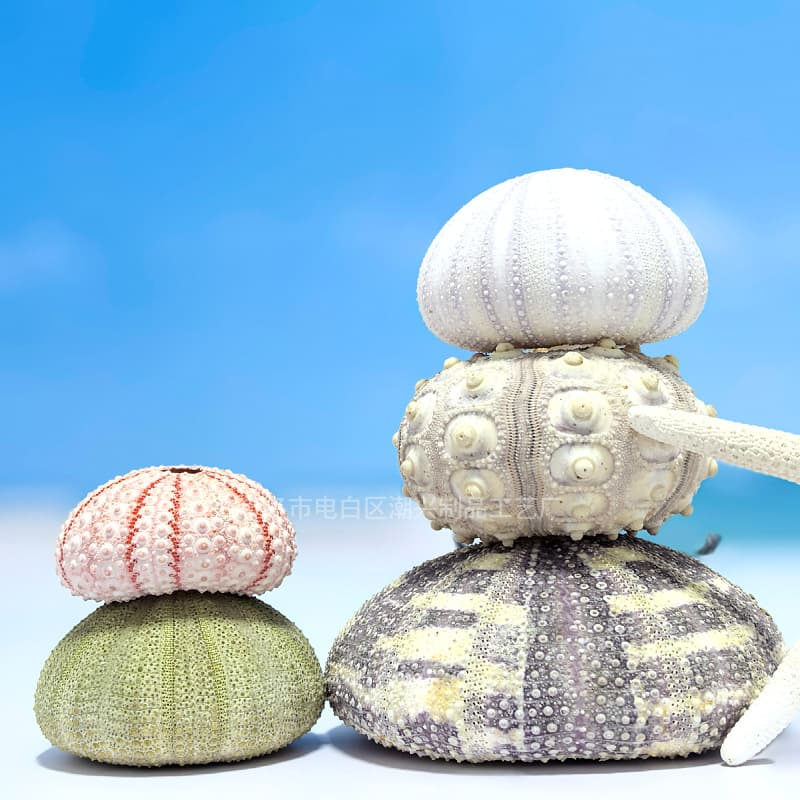 Natural Seashell Sea Urchin Shell Specimen Craft Home Collection Decorative Ornament Air Plant Base