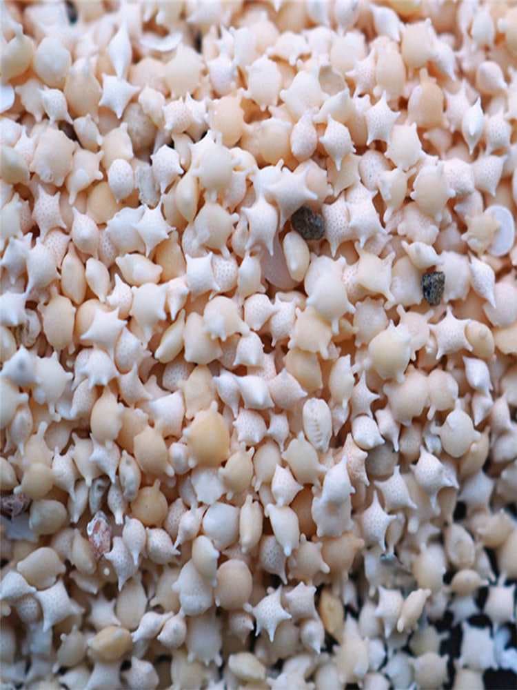 Sand UV Resin Shell and Conch Crafts, Miniature Sea Sand Decorations