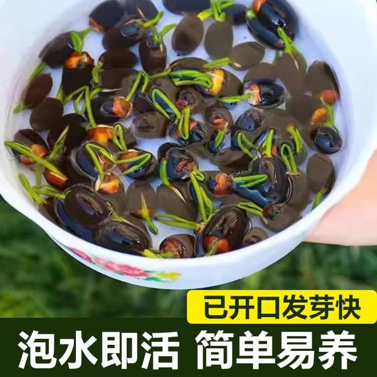 Lotus Seeds, Lotus Seed Pods, Water Lily Seeds, Pre-cut Hydroponic Seeds, Flower Pot Balcony Plants, Not Bowl Lotus Seeds