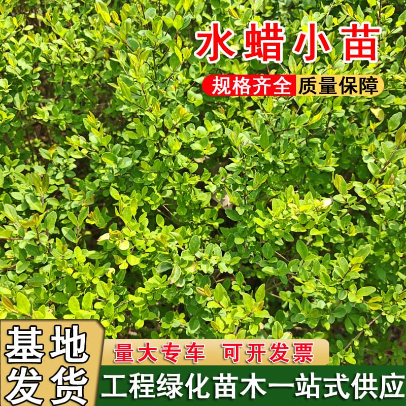 Ligustrum Seedlings, Cold-Hardy Hedge Plants, Garden Engineering Greenery Block Seedlings, High-Quality Small Seedlings, Shaped Seedlings