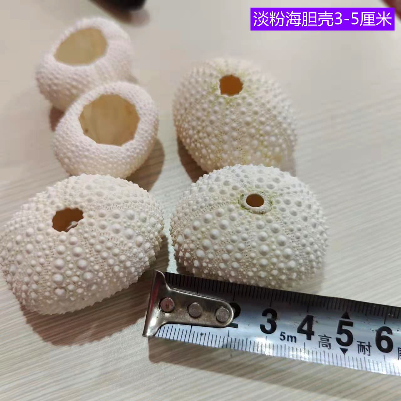 Sea Urchin Shell Natural Conch Shell 3-5cm Light Pink Air Plant Flower Pot