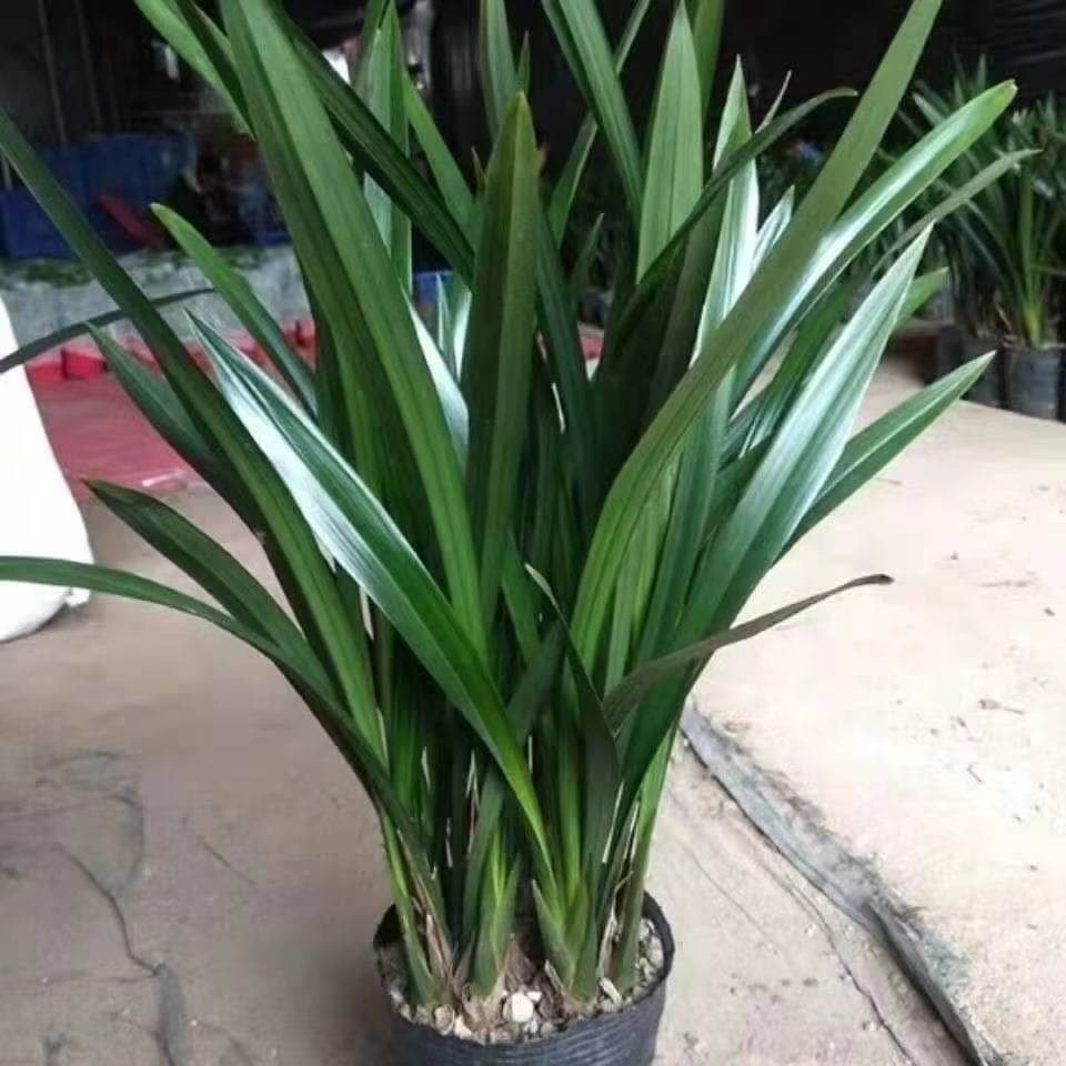 Orchid Blooms in First Year, Year-Round Flowering, Strong Fragrance Mo Lan Seedling, Fills Room with Scent, Indoor Flower for Air Purification