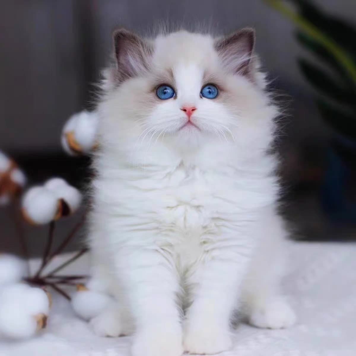 Purebred Ragdoll Cat Show Grade Fairy Cat Live Longhair Kitten Pet Cat Live Ragdoll Kitten