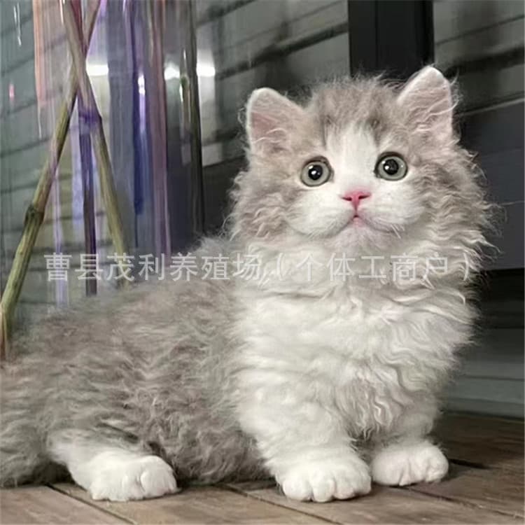 Selkirk Rex Kitten Live Purebred Abyssinian Kitten Live Bengal Kitten Live Brown Devon Rex Cat