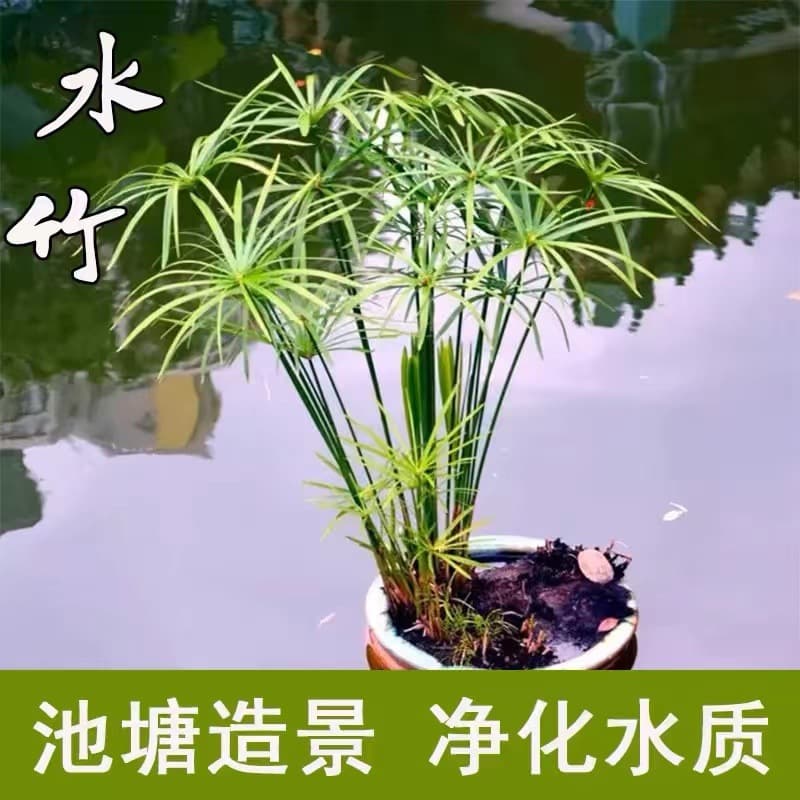 Water Bamboo Aquatic Plant for Hydroponic Cultivation, Potted Water Bamboo, Pond Fish Turtle Tank Landscaping, Umbrella Plant, Windmill Grass