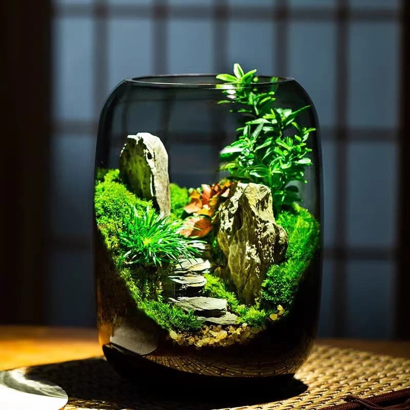 Qingshan Real Plant Low-Maintenance Moss Micro Landscape Gift Office Fish Tank Dormitory Plant Eco-Bottle