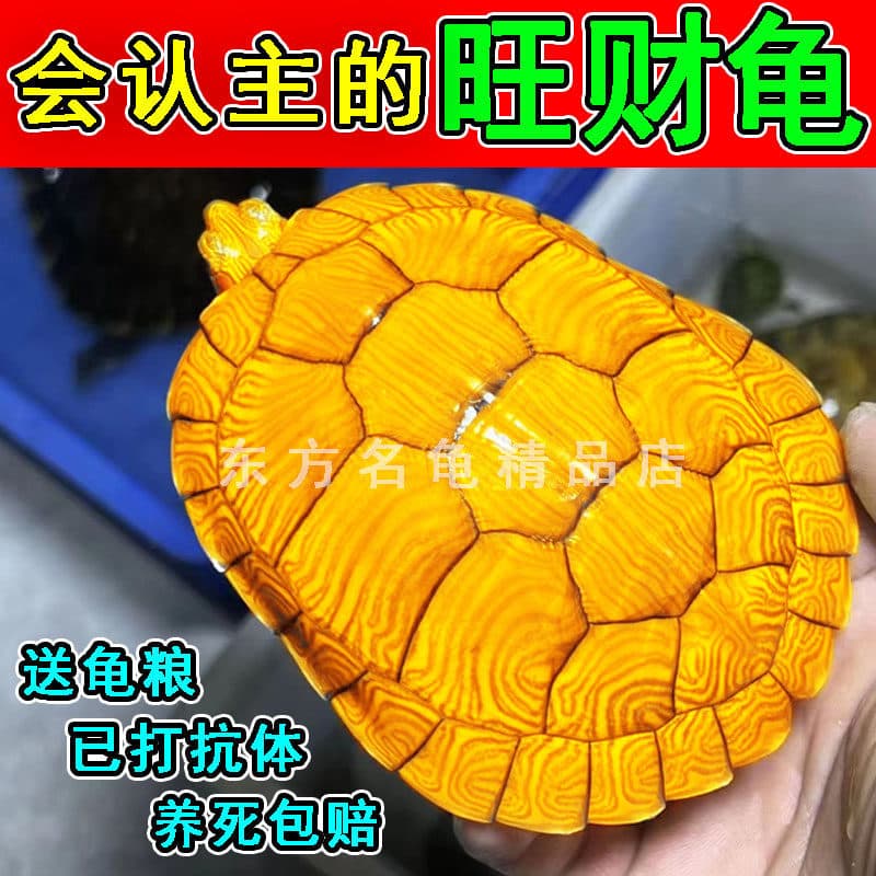Genuine Golden Money Turtle Live Large Pet Domestic Deep Water Brazilian Alligator Turtle One Male One Female Recognizes Owner Small Turtle