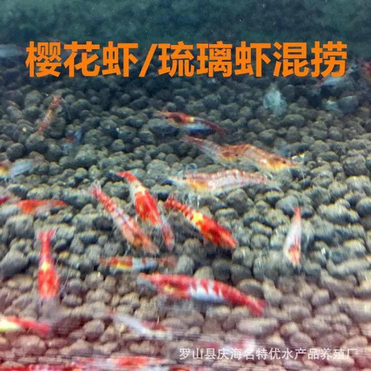 Free Shipping Mixed Sakura Shrimp and Glass Shrimp Red Sakura Red Glass Ornamental Shrimp Pet Shrimp Freshwater Dwarf Shrimp Wholesale